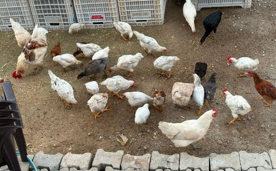 Yaz sıcakları yumurta verimini düşürdü