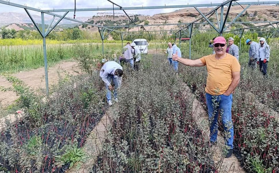 Ziraat Uzmanı Soner Cengiz’den tropikal meyve uyarısı:  En büyük finansal tuzak