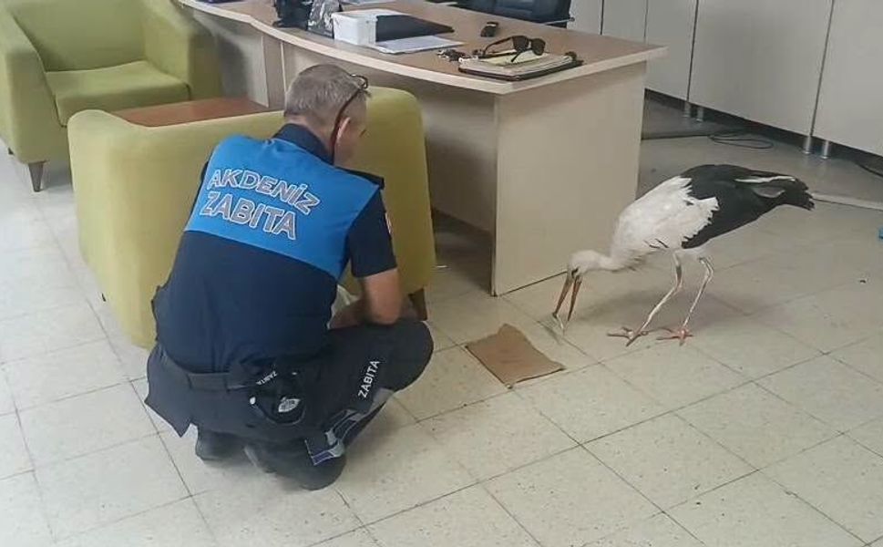 Yaralı leylek zabıta ekiplerince koruma altına alındı