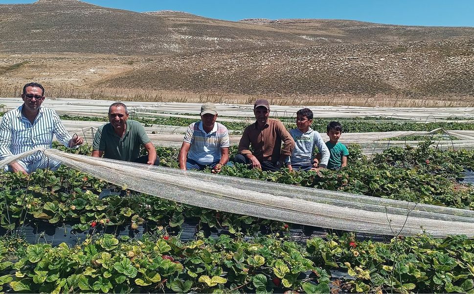 Silifke’de bin 850 metrede çilek denemesi