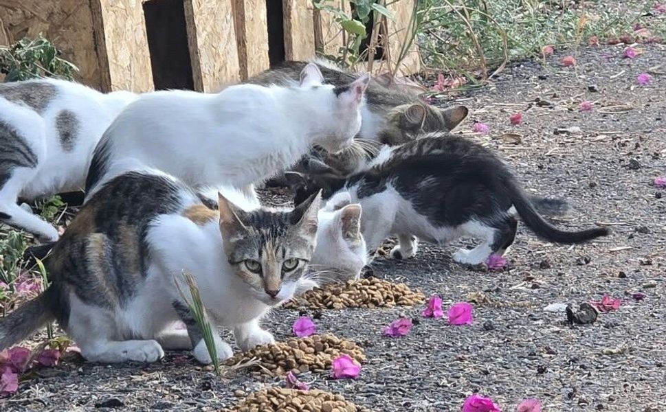 Mersin Patileri: “4 Ekim kutlama değil, mücadele günü”