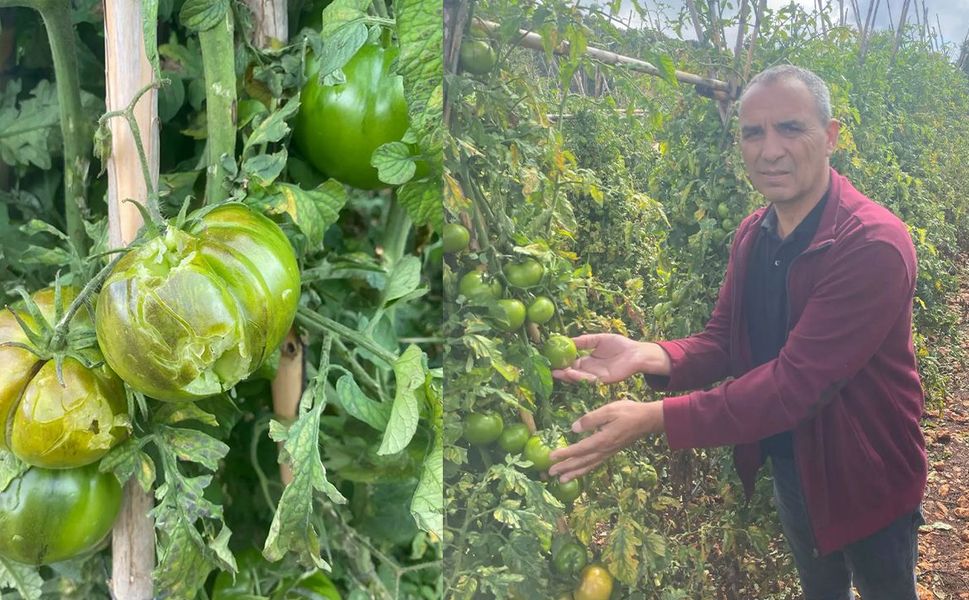 Silifke Ziraat Odası'ndan doludan etkilenen üreticilere ziyaret