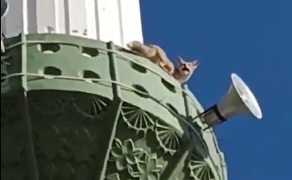 Mersin Mut’ta tilki minareye çıktı