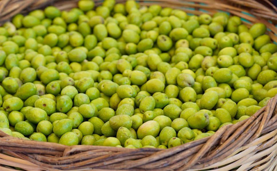 Tarsus Sarıulak Zeytin Festivali 23 Ekim’de başlıyor