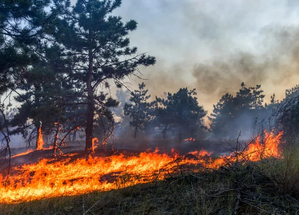 Depositphotos 127498046 Stock Photo Forest Fire Burned Trees After (1)