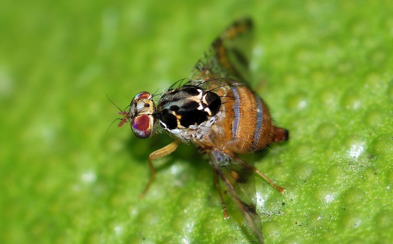 Fly October 2008 4