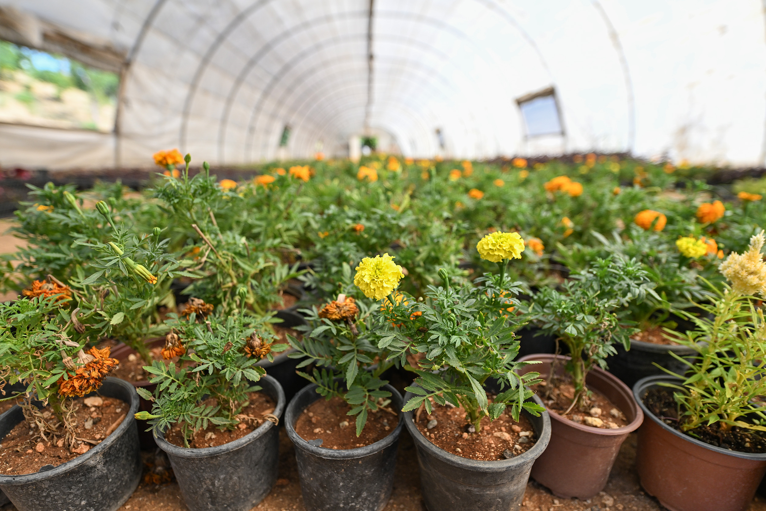 Büyükşehi̇r’i̇n Park Ve Bahçeler Eki̇pleri̇ Kenti̇ Yaza Hazirladi (6)