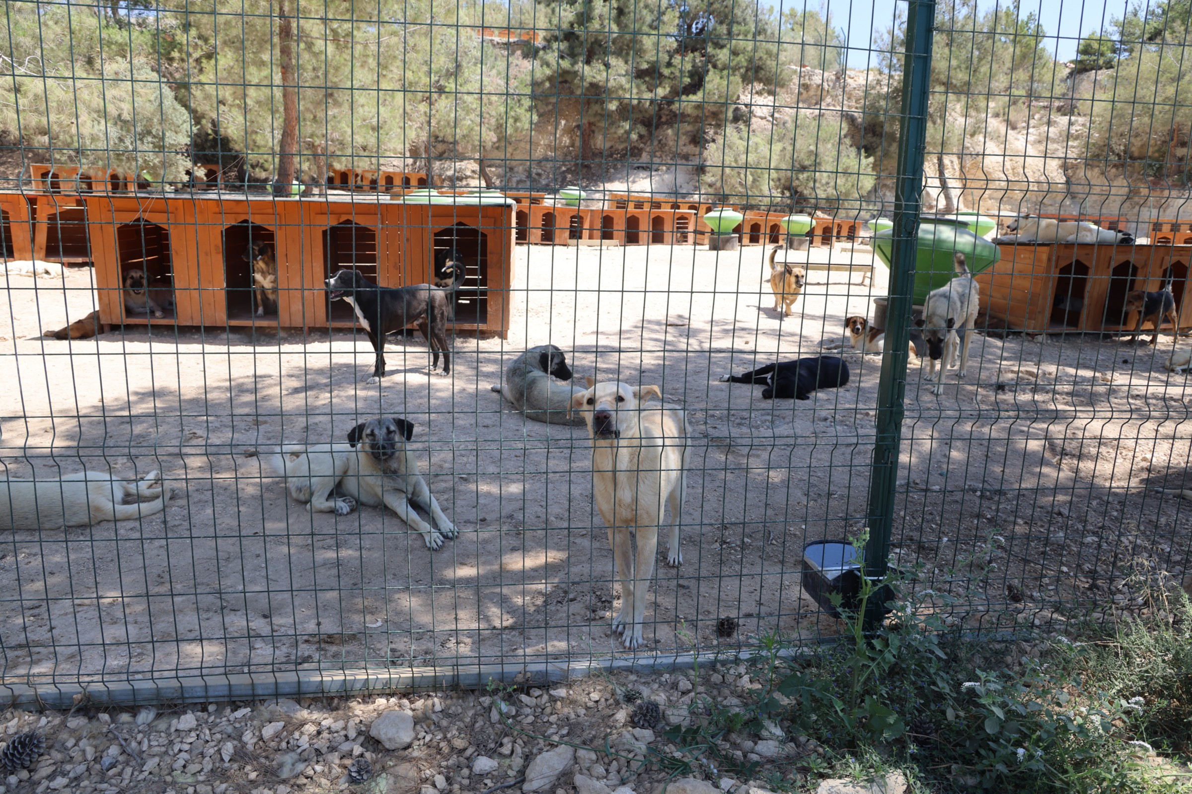 Sokak Hayanlarını Toplama Hizmeti (5)