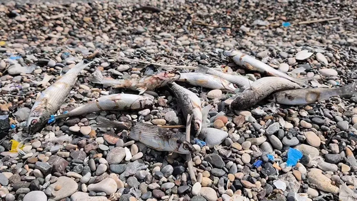 68790207D80654846C08818A