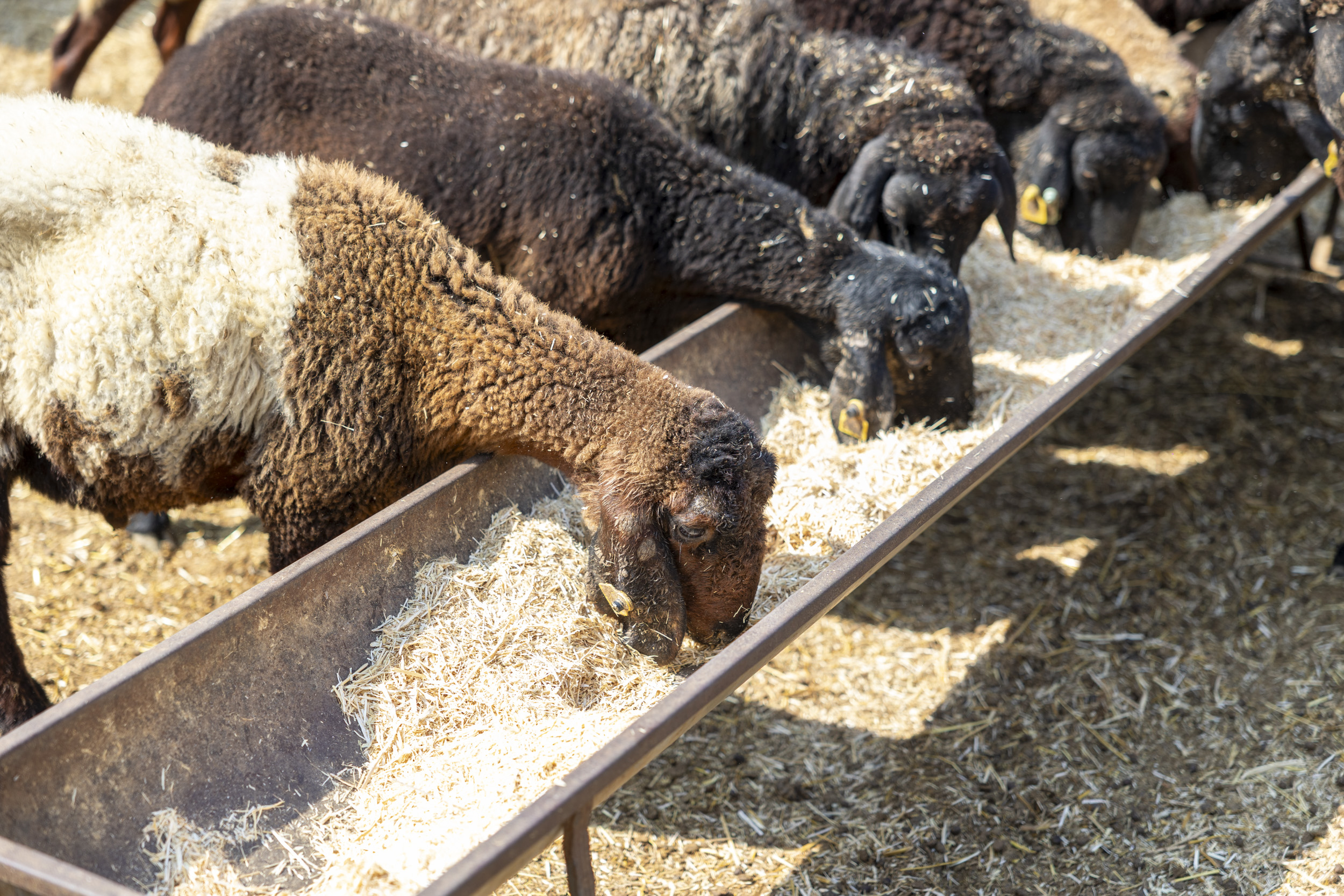 Büyükşehi̇r’le Köyden Kente Göç Yok, Üreti̇m Var (5)