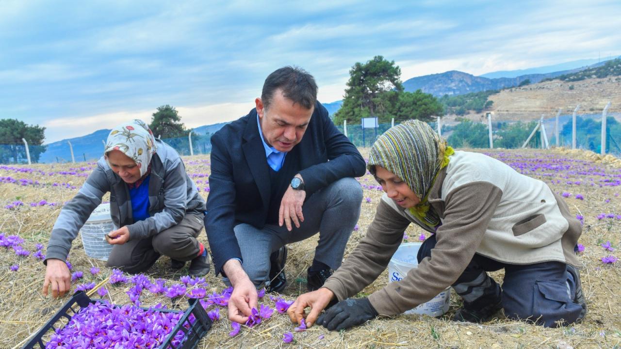 Yenişehir Belediyesinin Desteğiyle Safran Üreticisi Sayısı Artıyor (10)-1