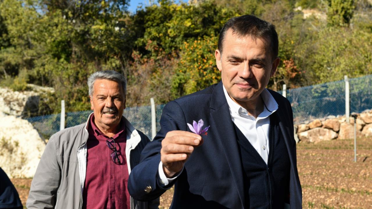 Yenişehir Belediyesinin Desteğiyle Safran Üreticisi Sayısı Artıyor (14)-1