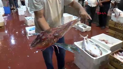Balıkçılık 1