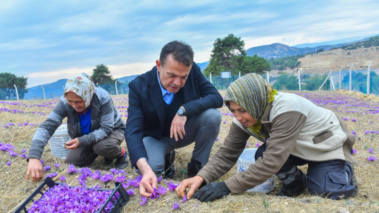 Dünyanın En Pahalı Baharatı Mersin Yenişehir’de Yetiştiriliyor (1)
