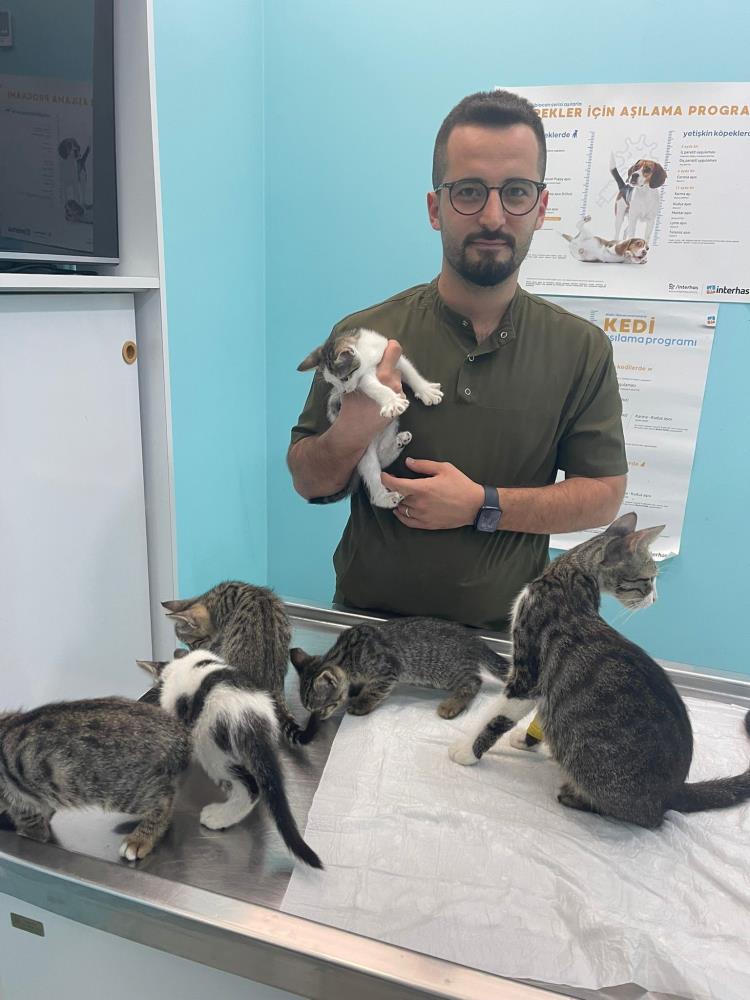 Kedi 1