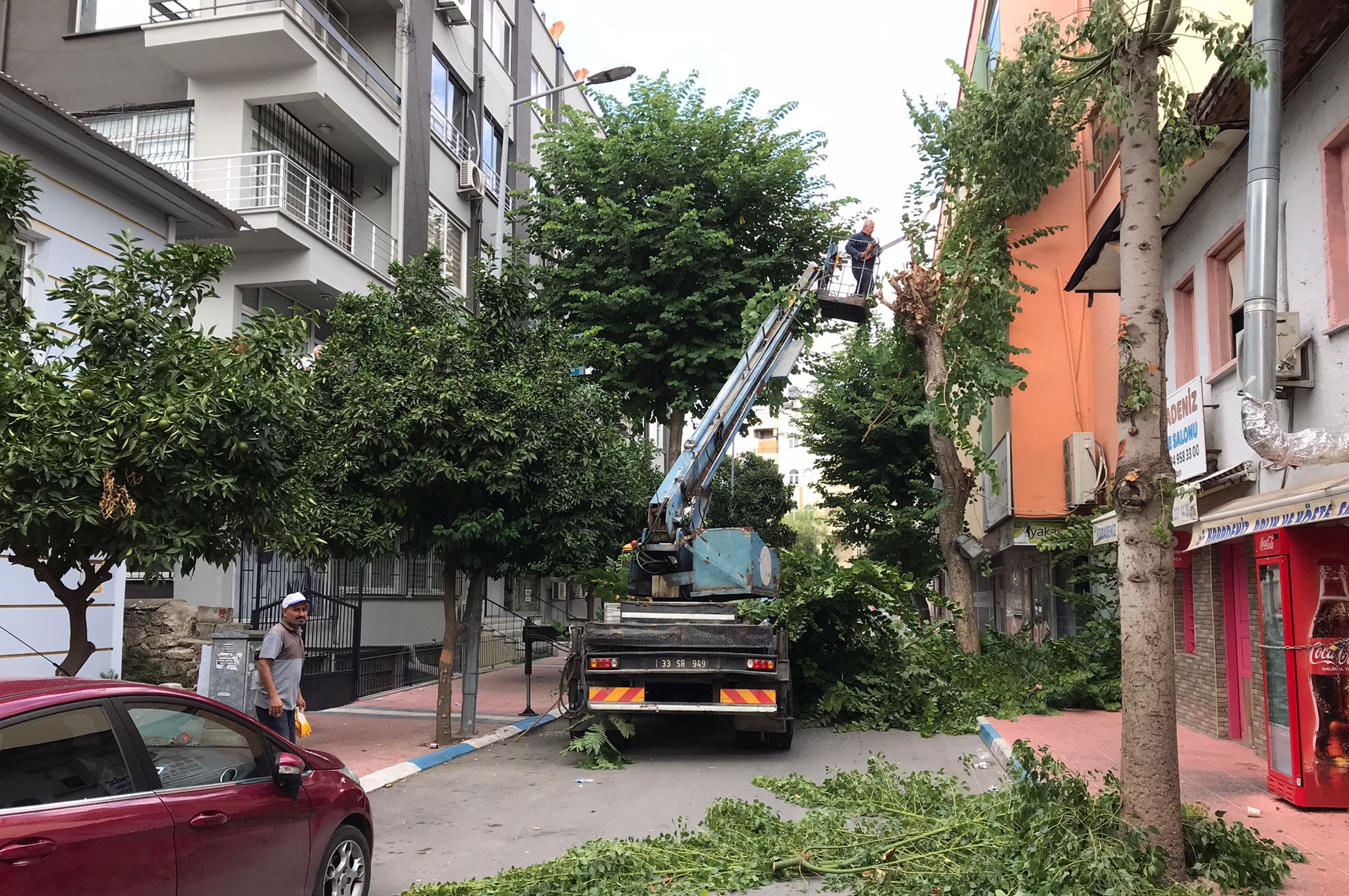 Akdenizde Ağaçlara Sonbahar Bakımı 1