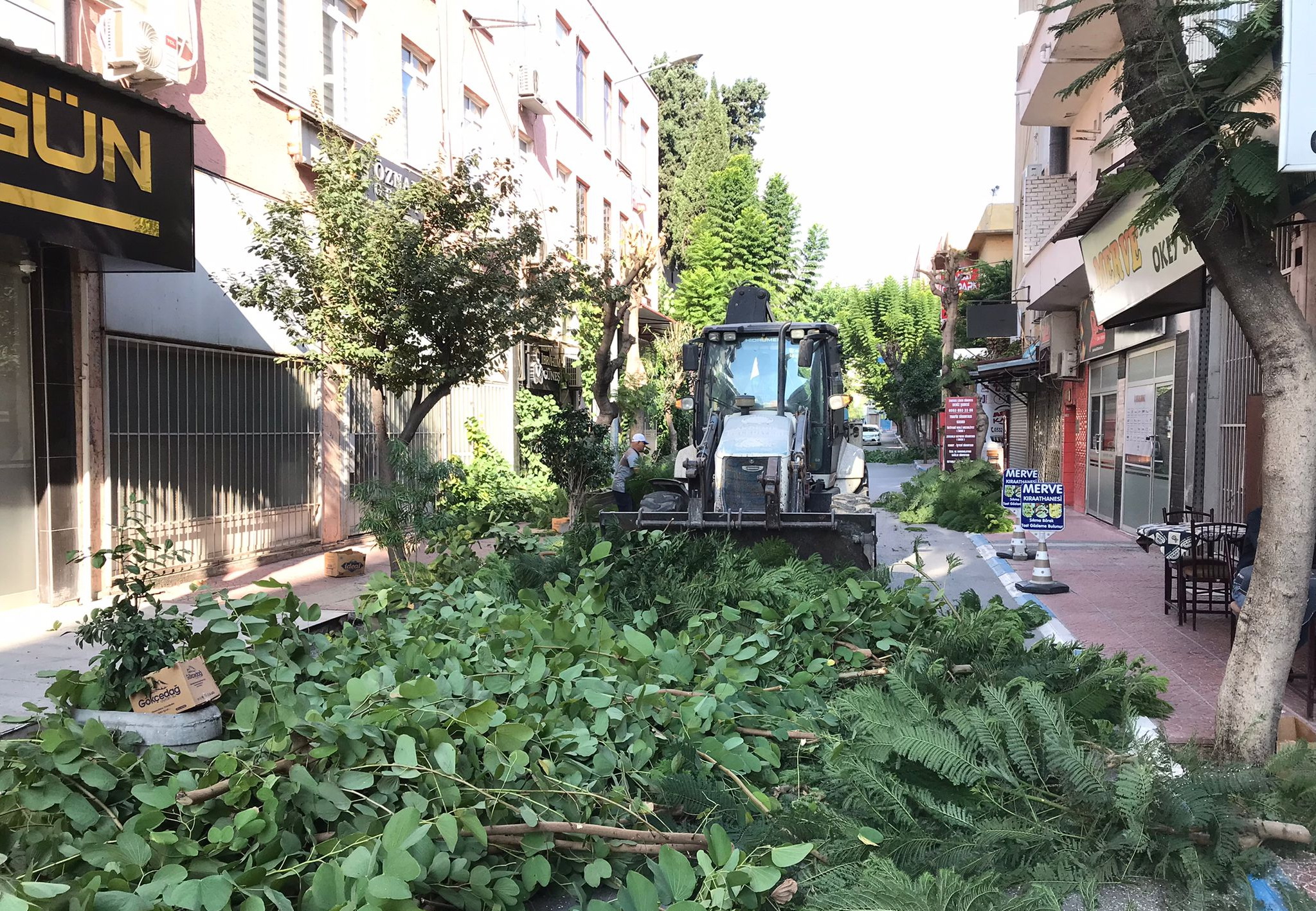 Akdenizde Ağaçlara Sonbahar Bakımı 5