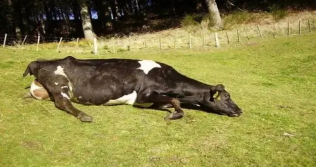 Deli Dana Hastalığı Nedir, Belirtileri Neler? Deli Dana Hastalığı Insana Nasıl Bulaşır? Deli Dana Hastalığı Ölümcül Mü?1