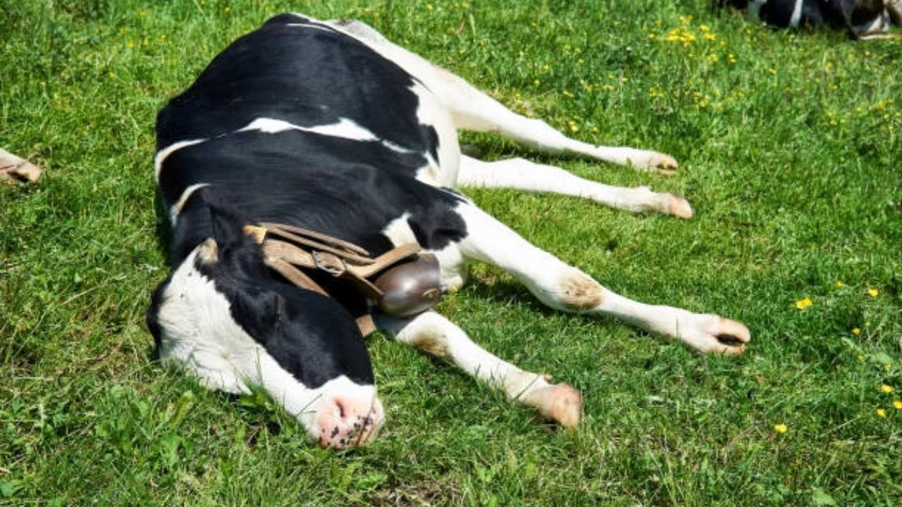 Deli Dana Hastalığı Nedir, Belirtileri Neler? Deli Dana Hastalığı Insana Nasıl Bulaşır? Deli Dana Hastalığı Ölümcül Mü?2