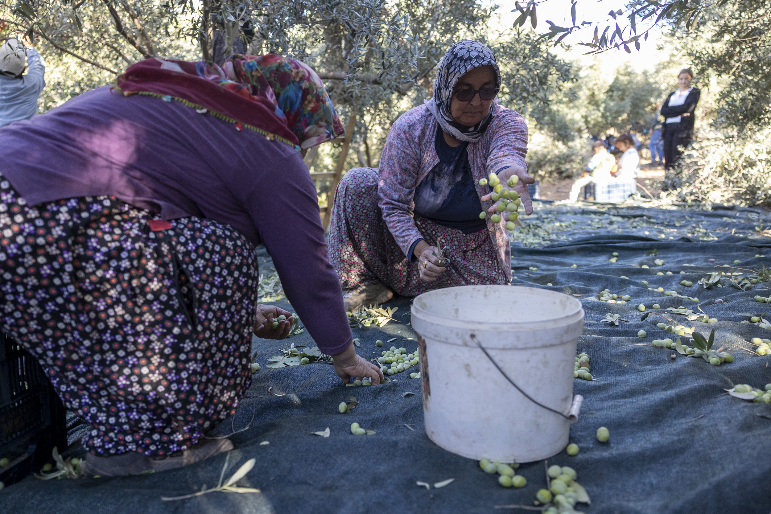 Mersi̇n Büyükşehi̇r’i̇n Fi̇dan Destekleri̇ Meyvesi̇ni̇ Veri̇yor (6)