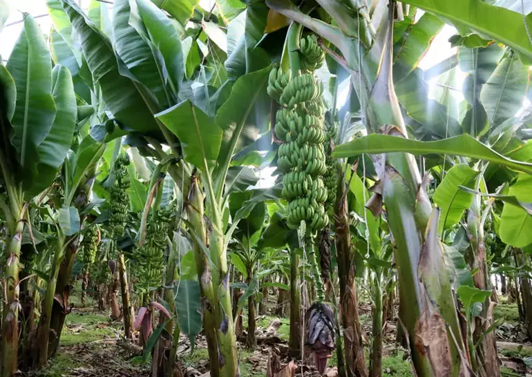 67189Aa7D80654846C05C50F