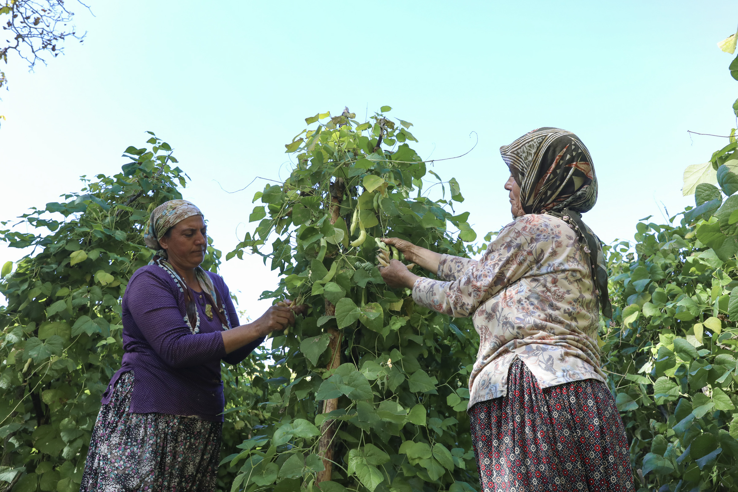 Büyükşehi̇r Atalik Tohumlari Gelecek Nesi̇llere Aktariyor (2)