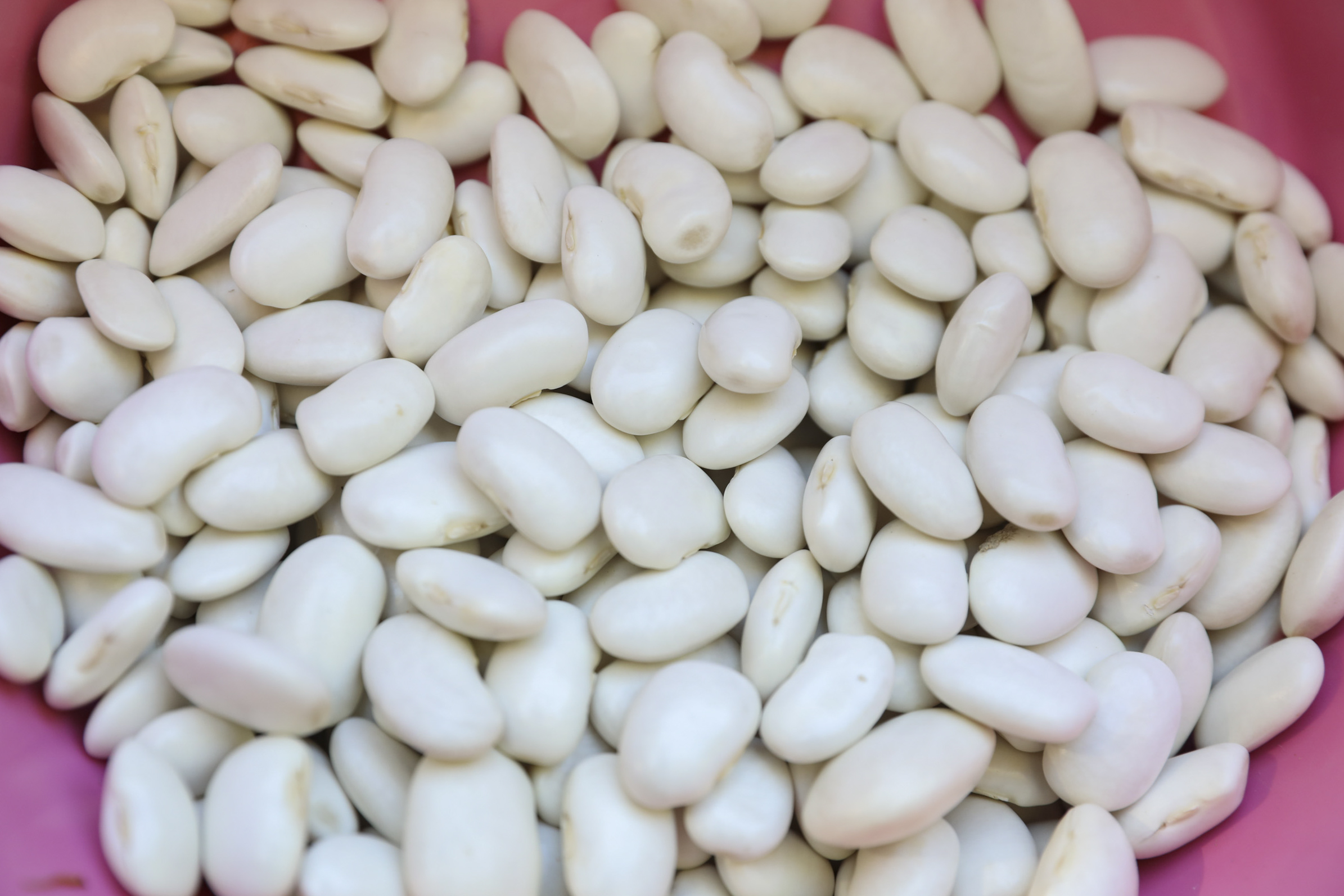 Büyükşehi̇r Atalik Tohumlari Gelecek Nesi̇llere Aktariyor (7)