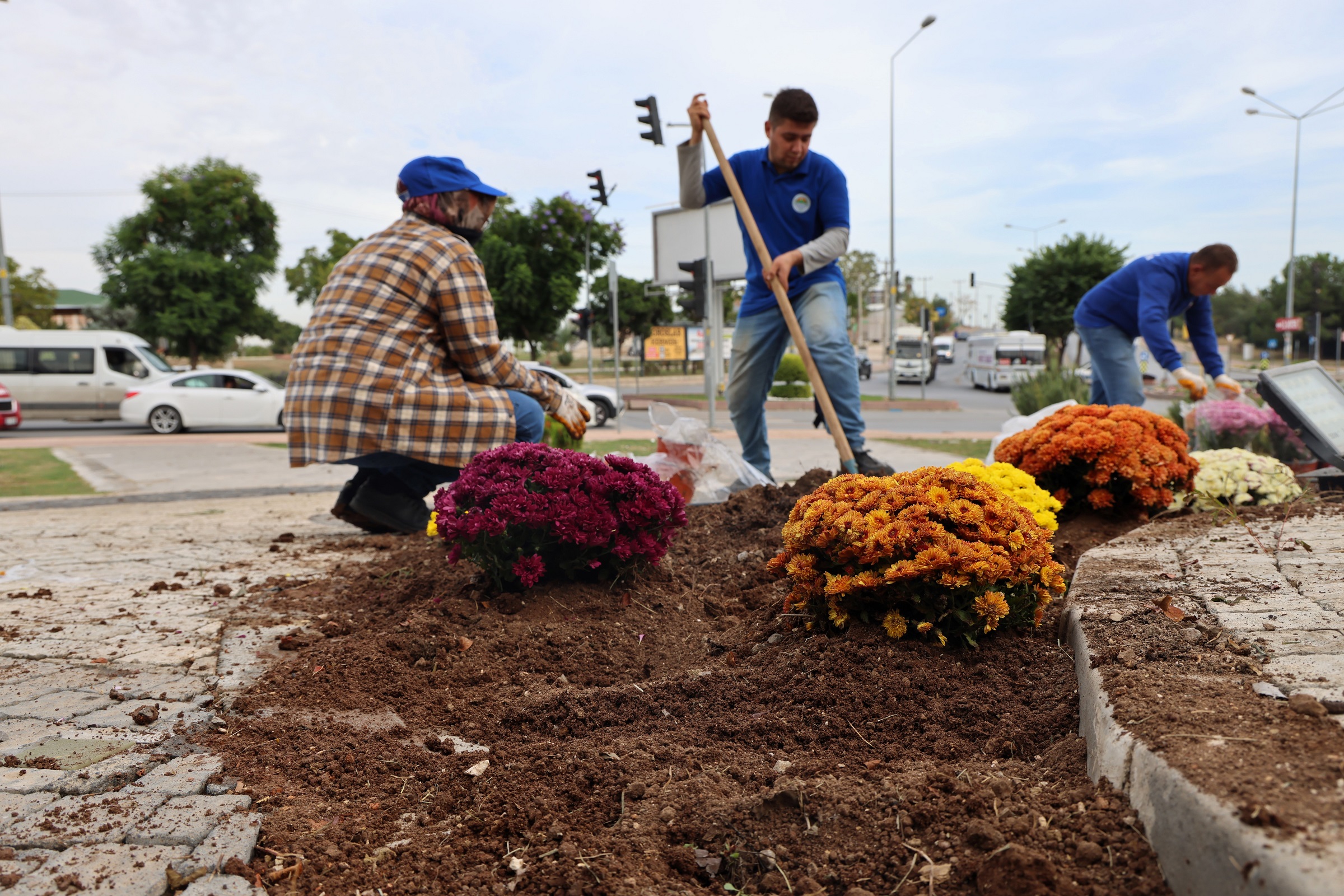 Kasımpatı Çiçek Ekimi (2)