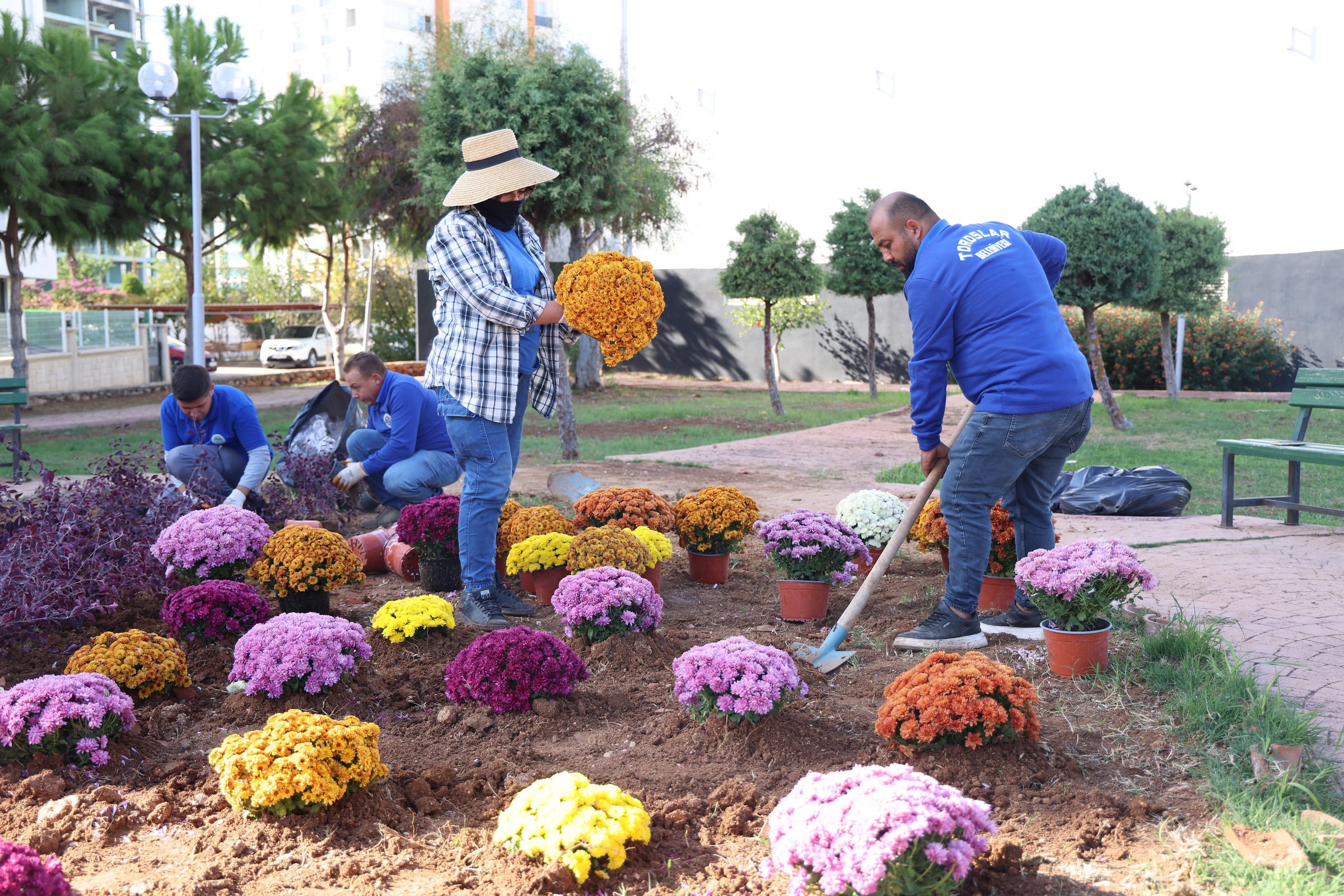 Kasımpatı Çiçek Ekimi (5)
