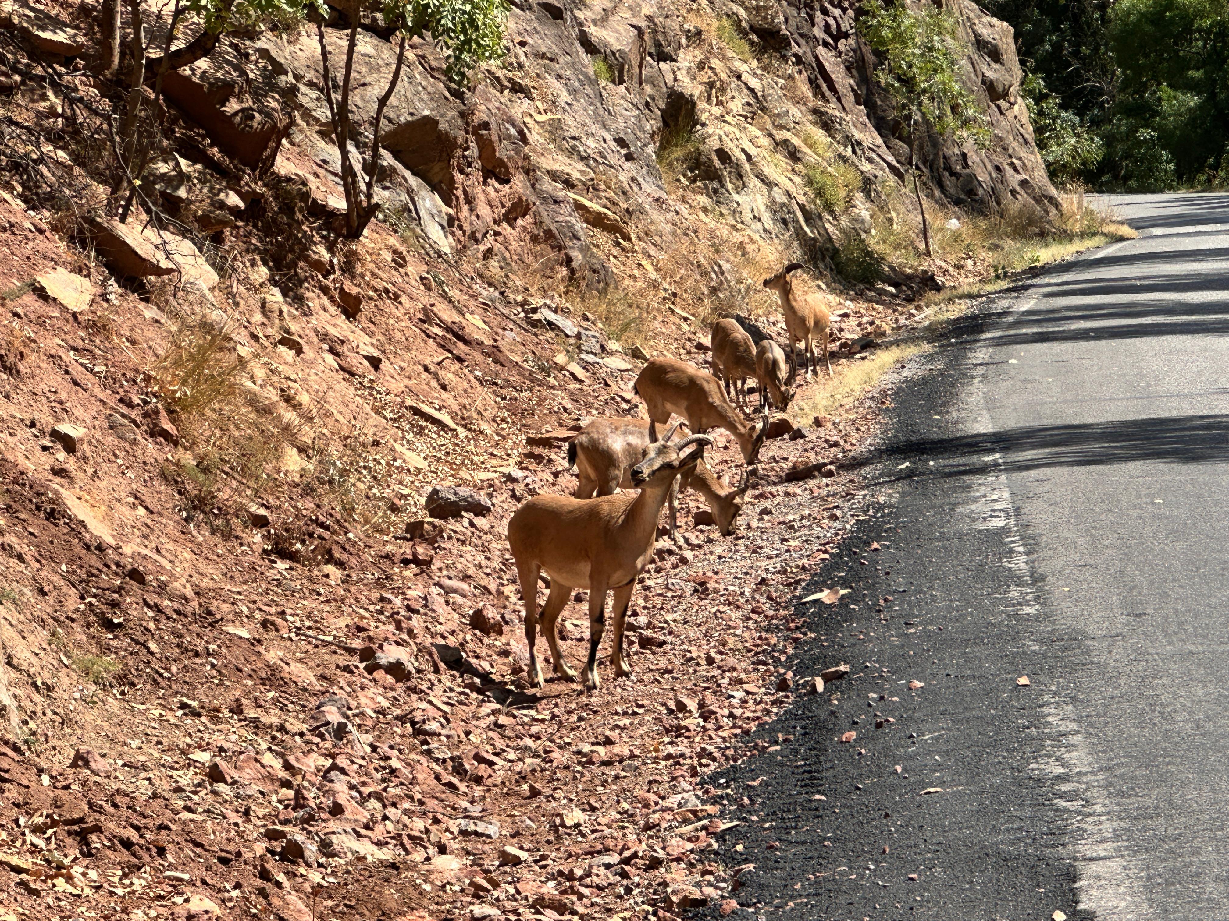 M A H K E M E M U N Z U R’ D A D O G A L S I T A L A N I I P T A L 1035666 307270