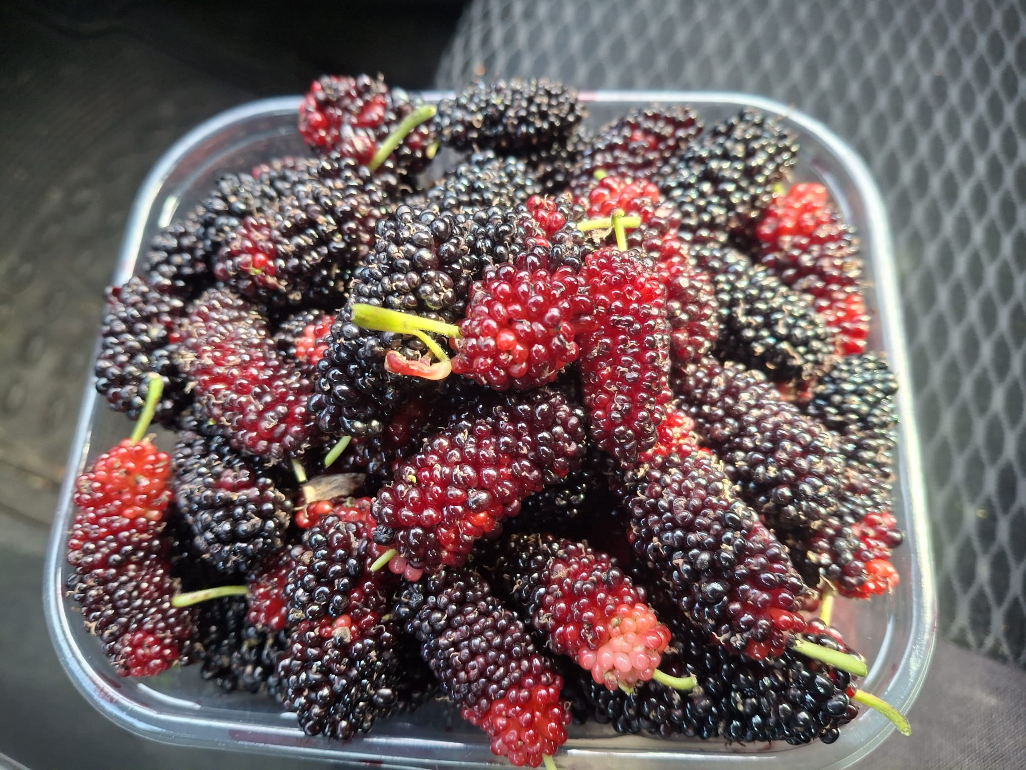 M E R S I N D E K A R A D U T H A S A D I B A S L A D I Y U Z D E 1033646 306743