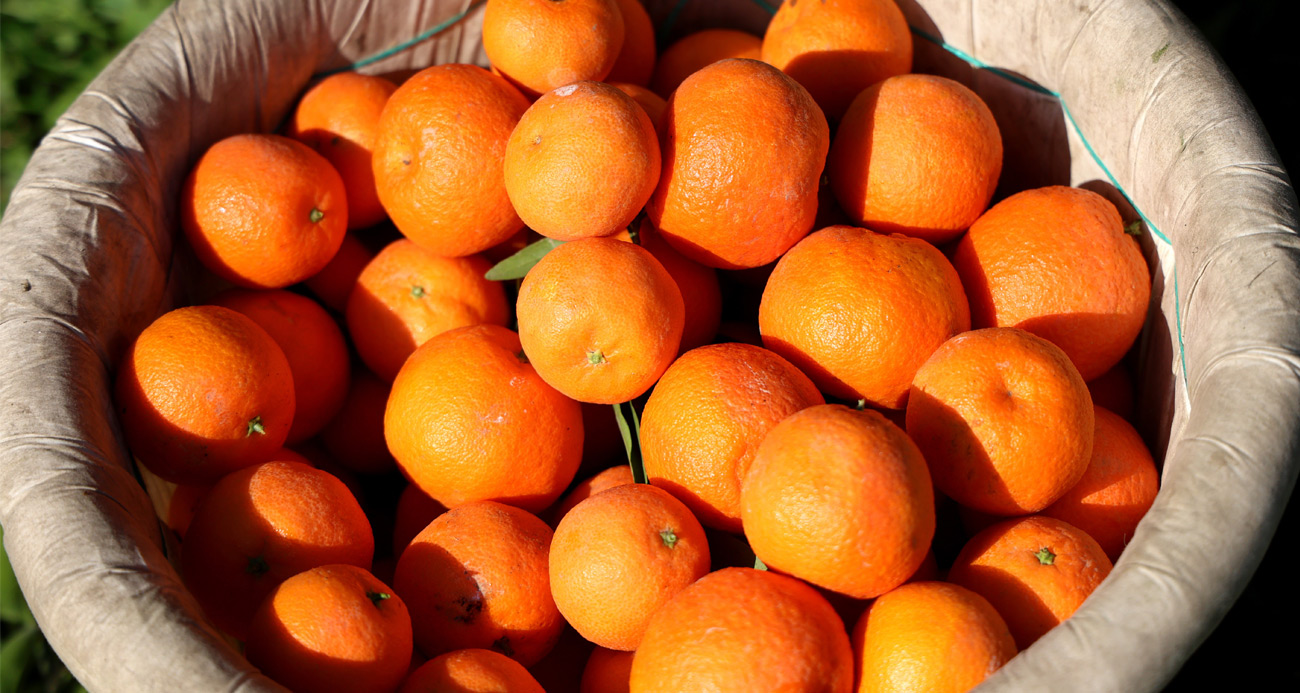 Mandalina 1703747838