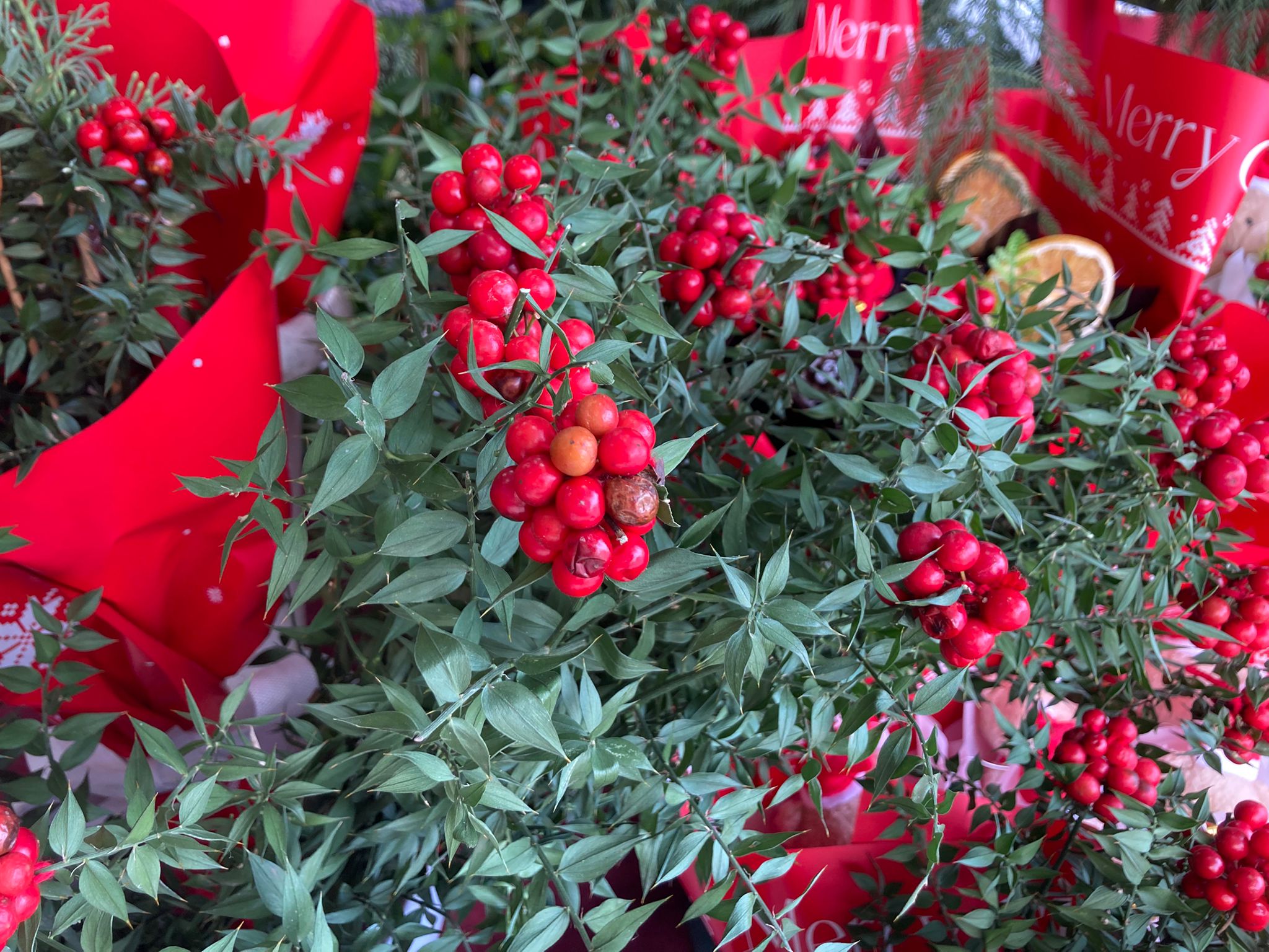 13363De8 Fa6D 49B0 8E10 3103F29A7C98