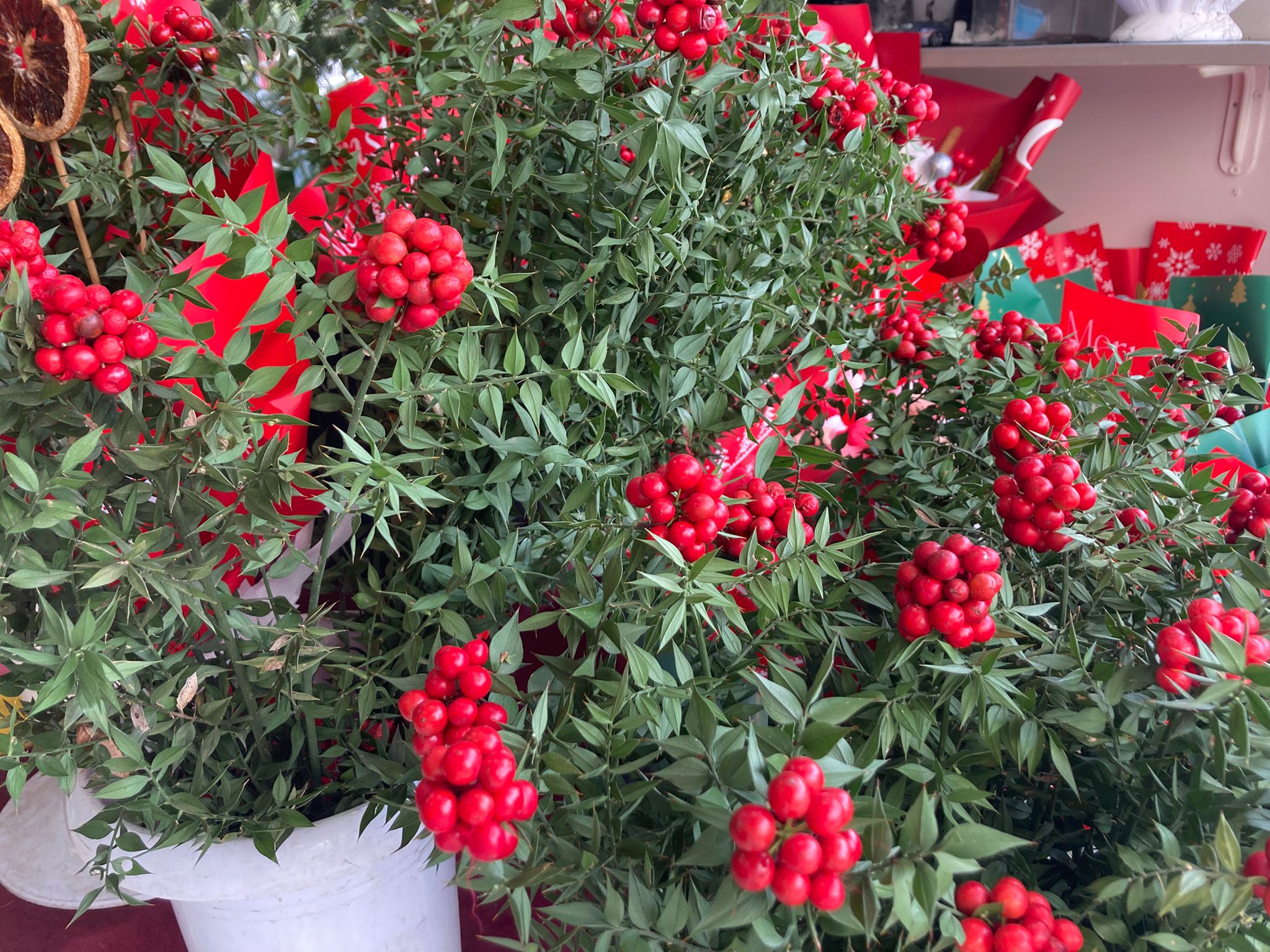 A8244116 Ca1E 49F6 9C8C 9799D18664E4