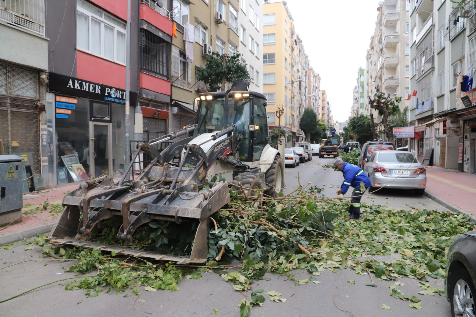 Akdenizde Ağaçlara Kış Bakımı (4)