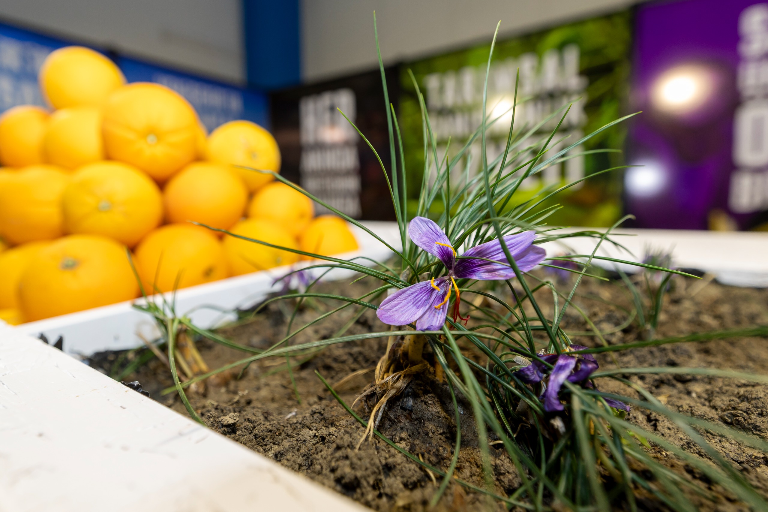 Başkan Özyiğit Tarım Artık Gelecek Meselesi (1)