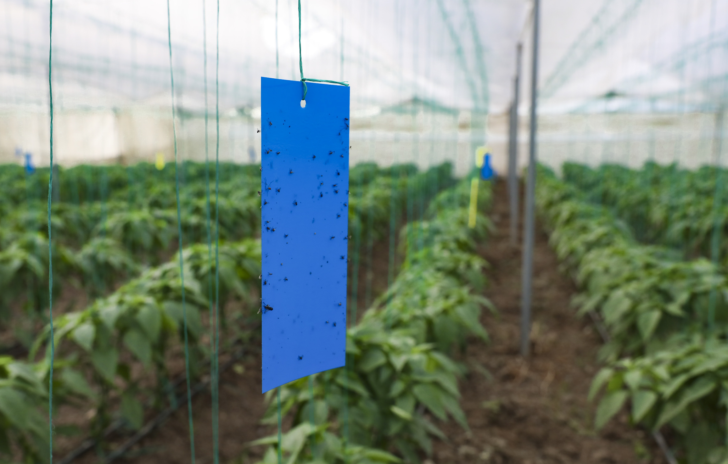 Büyükşehi̇r’den Üreti̇ci̇lere Sera İpi̇ Ve Yapişkanli Tuzak Desteği̇ (2)