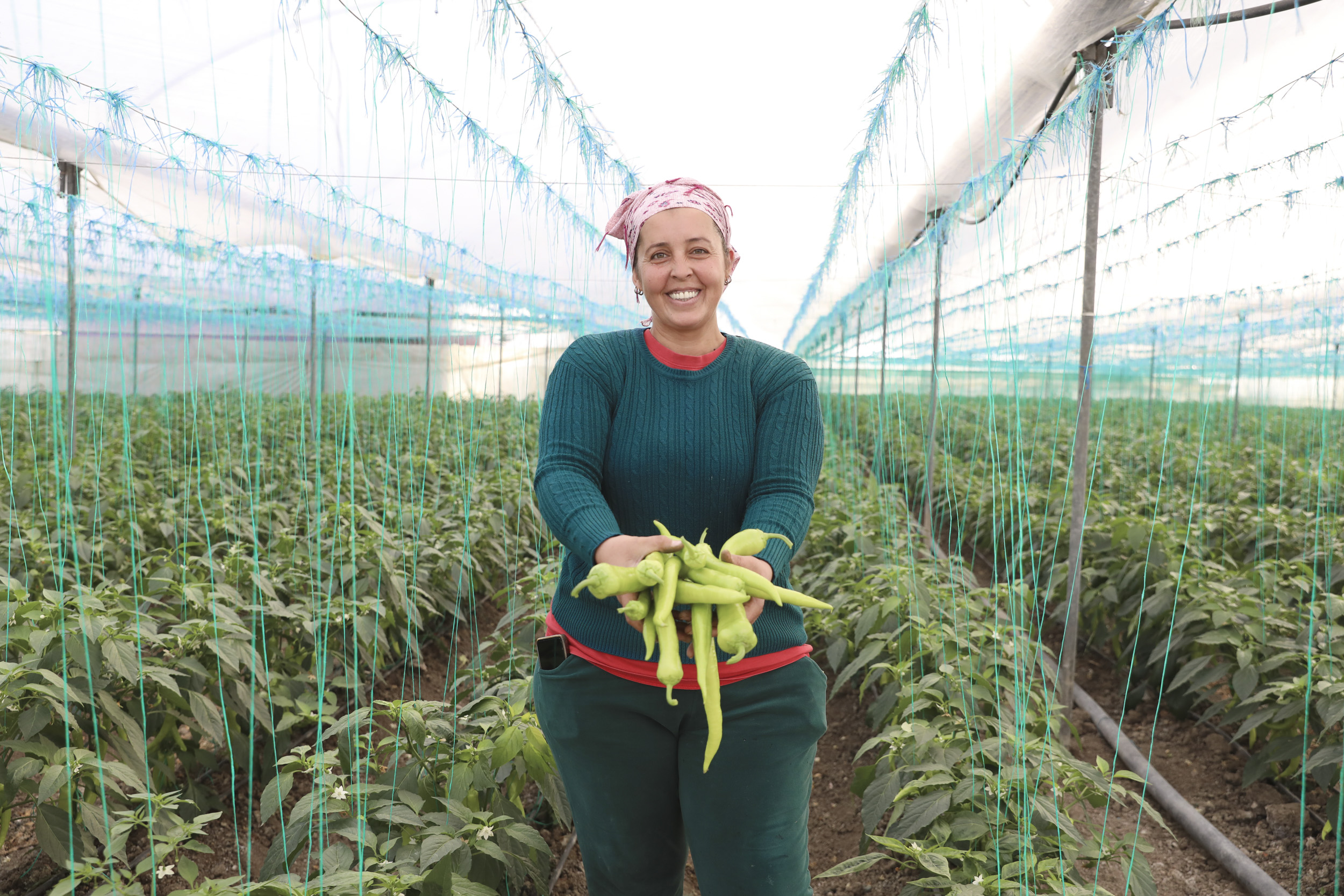 Büyükşehi̇r’den Üreti̇ci̇lere Sera İpi̇ Ve Yapişkanli Tuzak Desteği̇ (3)