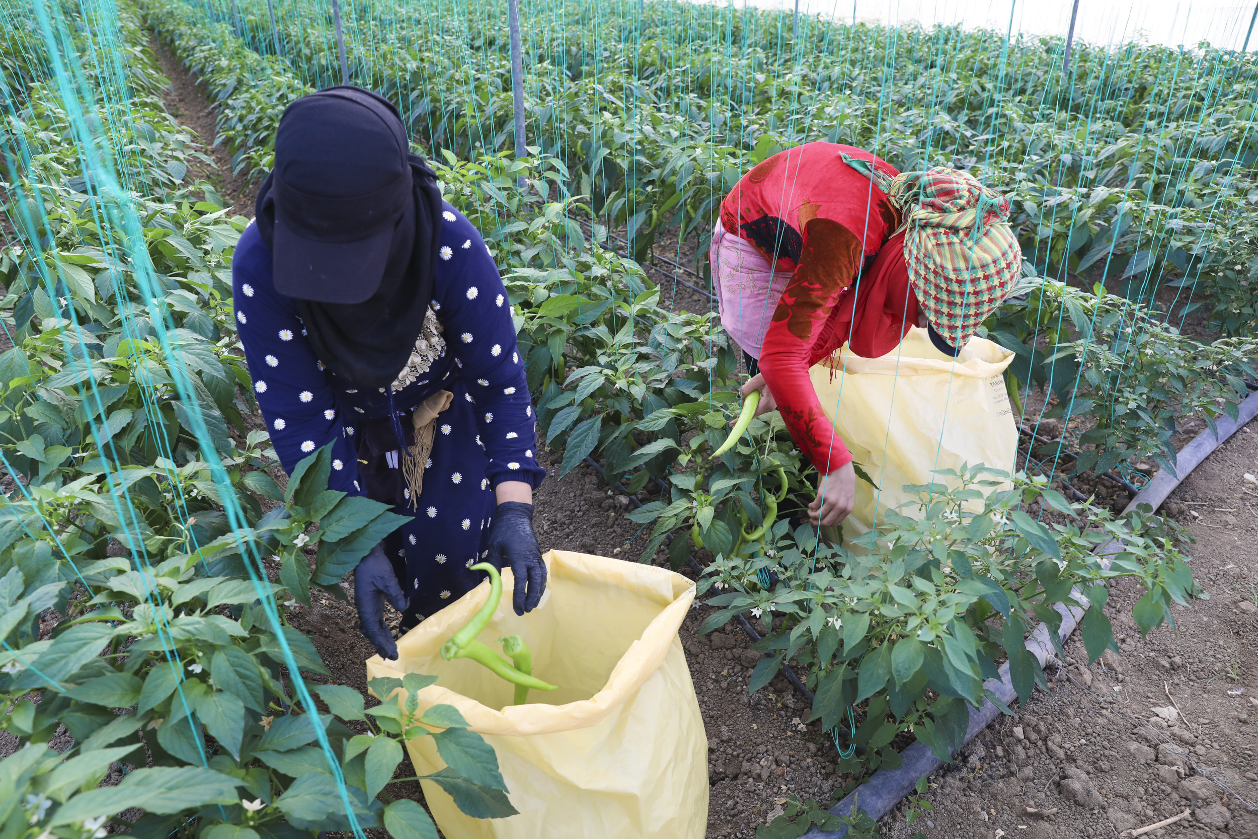 Büyükşehi̇r’den Üreti̇ci̇lere Sera İpi̇ Ve Yapişkanli Tuzak Desteği̇ (4)