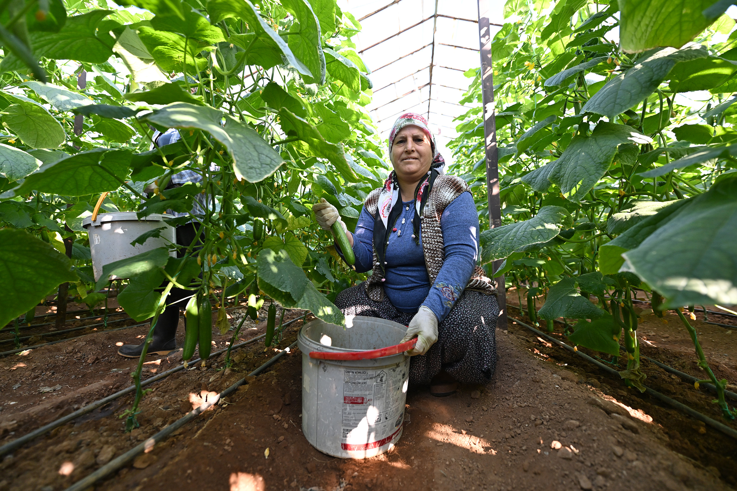 Büyükşehi̇r’i̇n Hiyar Fi̇desi̇ Desteği̇ Aydincik’ta Hasada Dönüştü (2)
