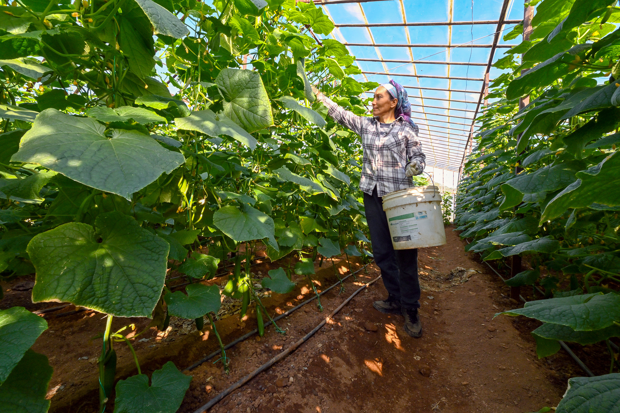 Büyükşehi̇r’i̇n Hiyar Fi̇desi̇ Desteği̇ Aydincik’ta Hasada Dönüştü (4)