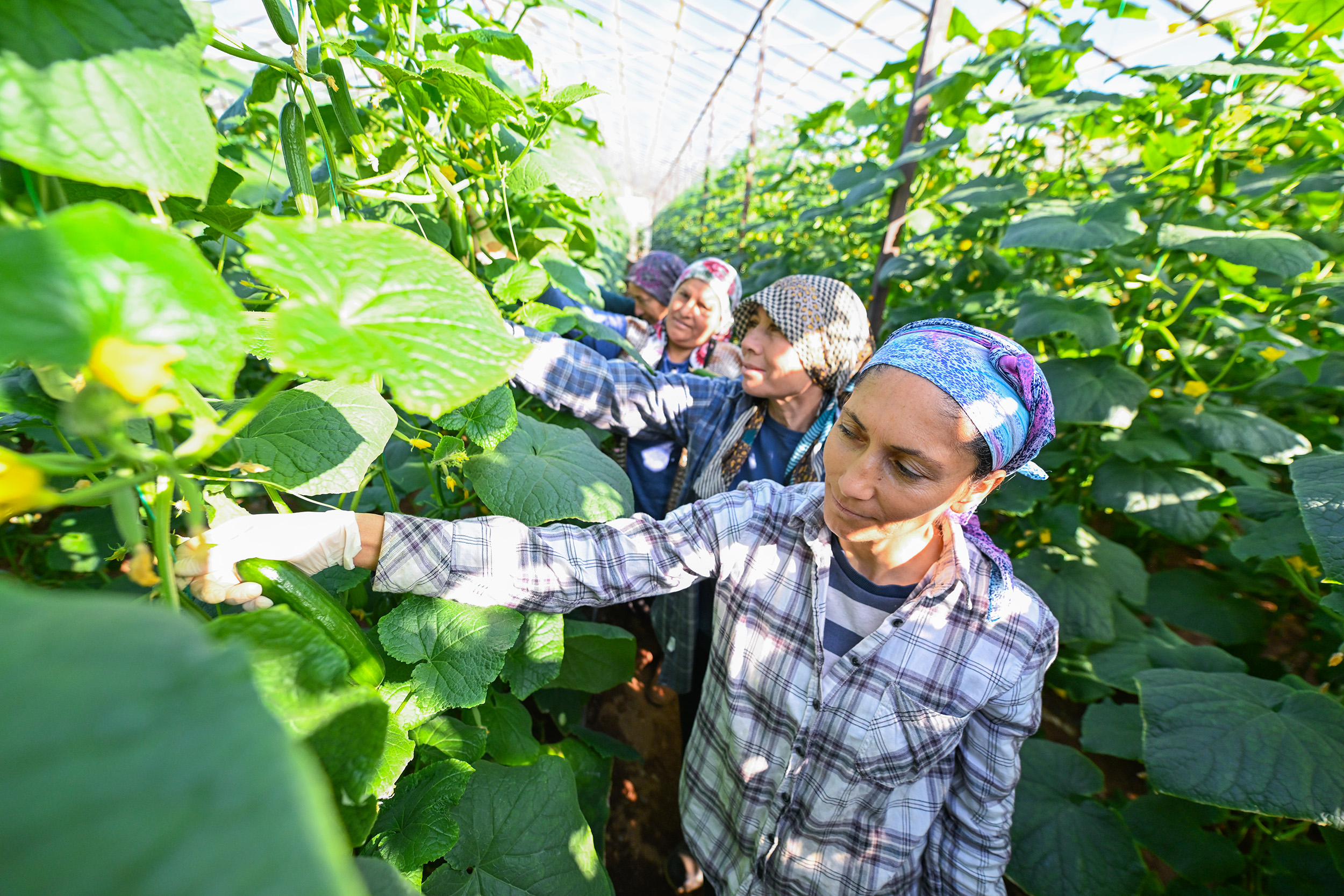 Büyükşehi̇r’i̇n Hiyar Fi̇desi̇ Desteği̇ Aydincik’ta Hasada Dönüştü (5)