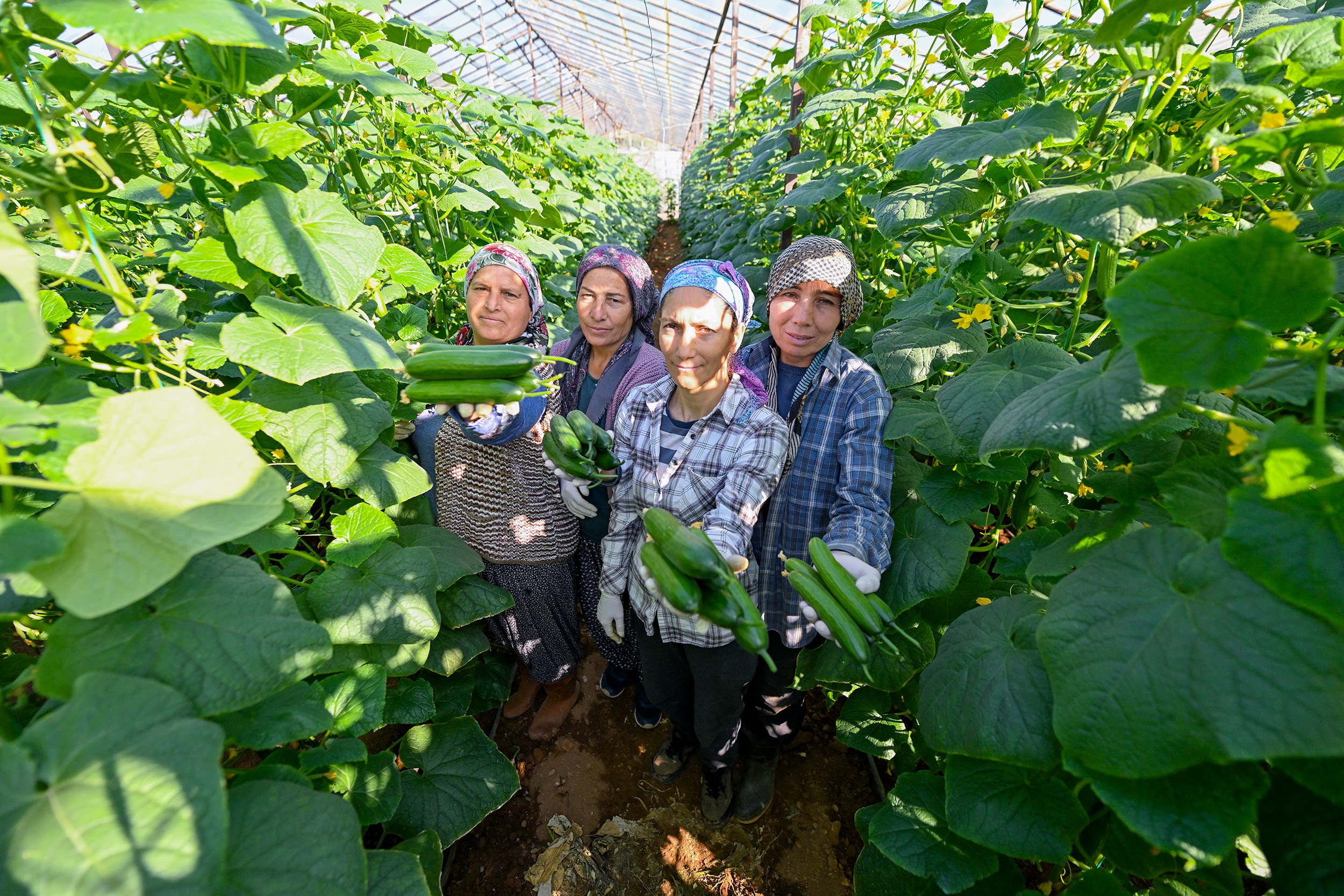 Büyükşehi̇r’i̇n Hiyar Fi̇desi̇ Desteği̇ Aydincik’ta Hasada Dönüştü (6)