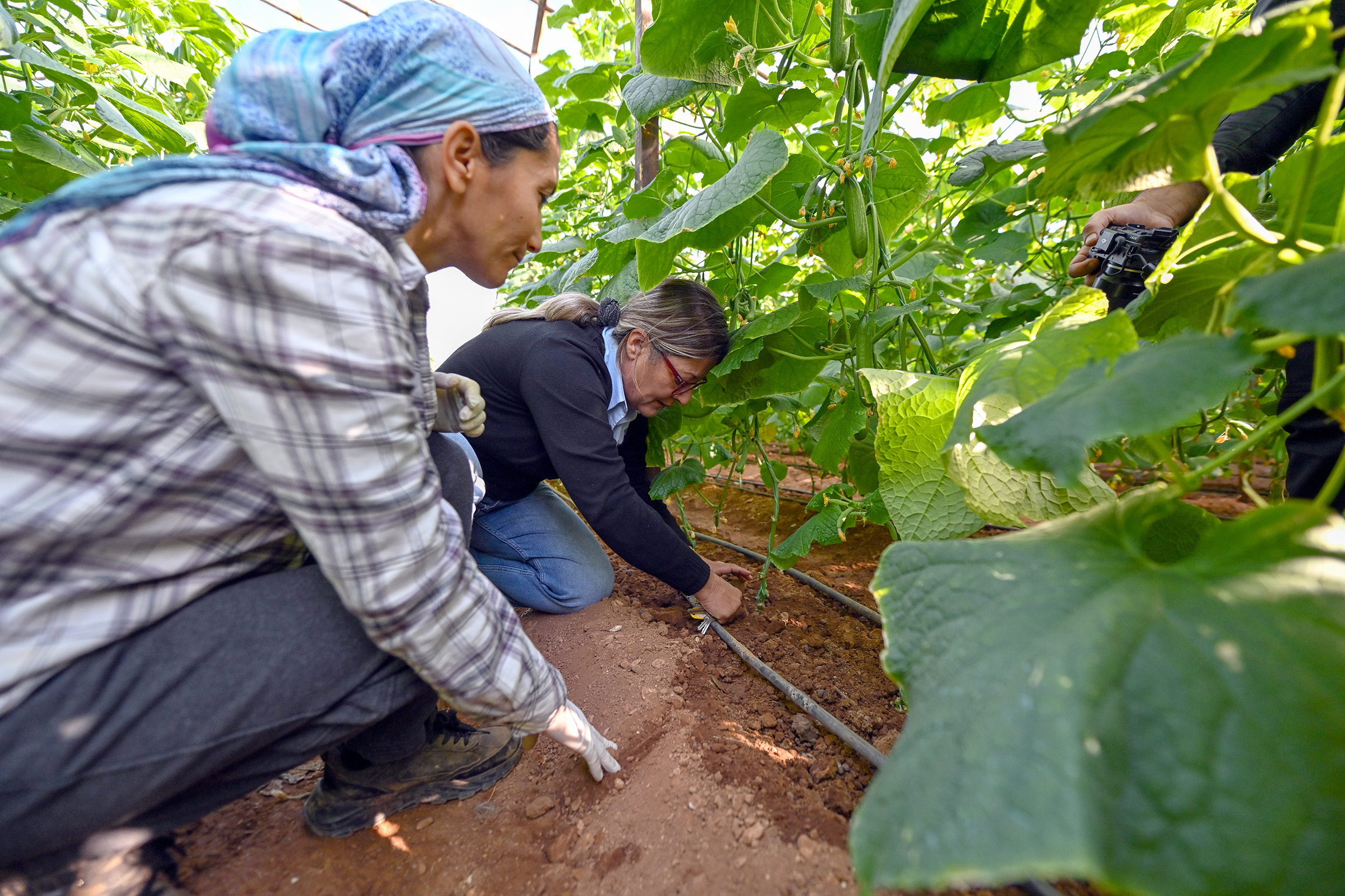 Büyükşehi̇r’i̇n Hiyar Fi̇desi̇ Desteği̇ Aydincik’ta Hasada Dönüştü (7)