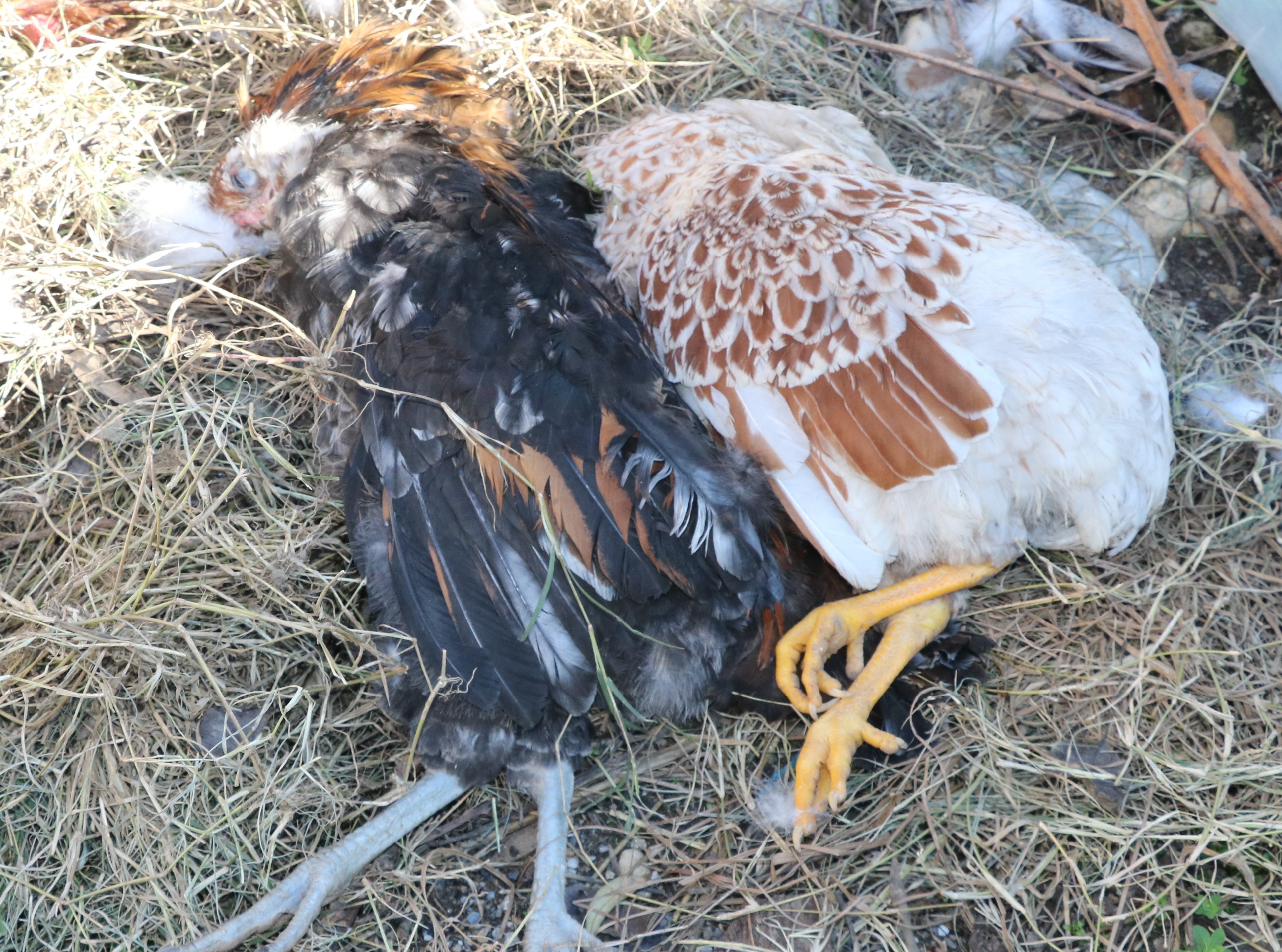 K U M E S E G I R E N 6 K O P E K 30 C I N S T A V U G U O L D 1084819 321962