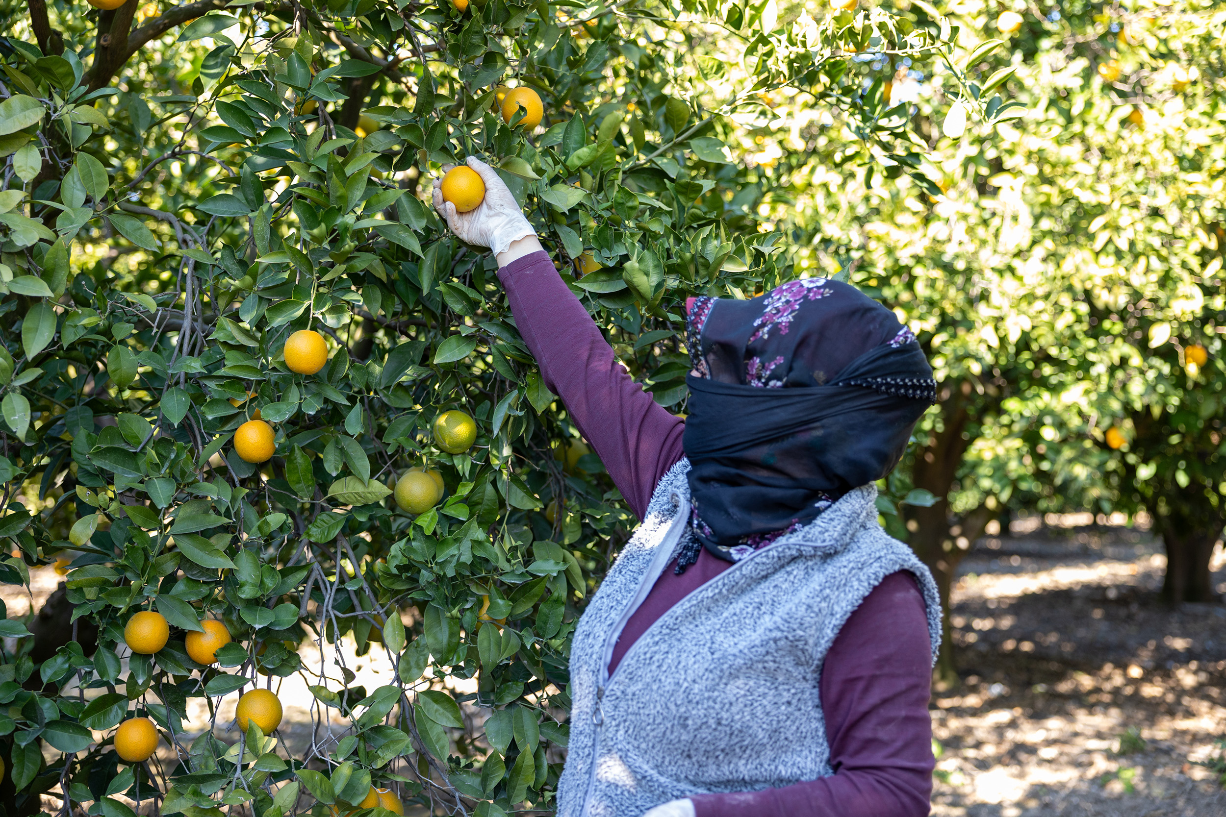 Mersi̇n Kan Portakali Coğrafi̇ İşaret Tesci̇li̇ni̇ Aldi (2)