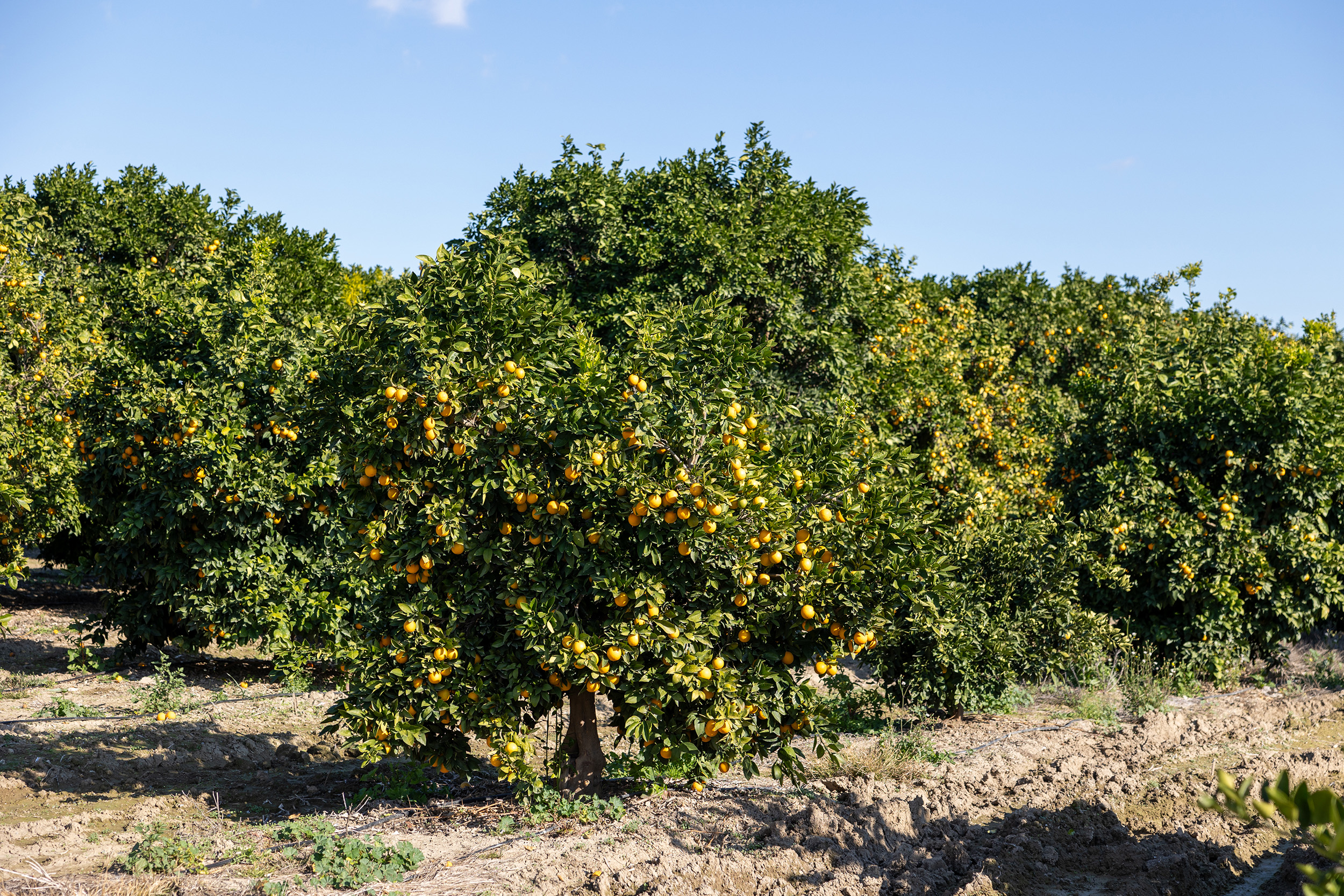 Mersi̇n Kan Portakali Coğrafi̇ İşaret Tesci̇li̇ni̇ Aldi (3)