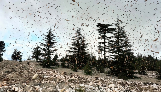 618024686 2187745332035431 1347777198340662544 N