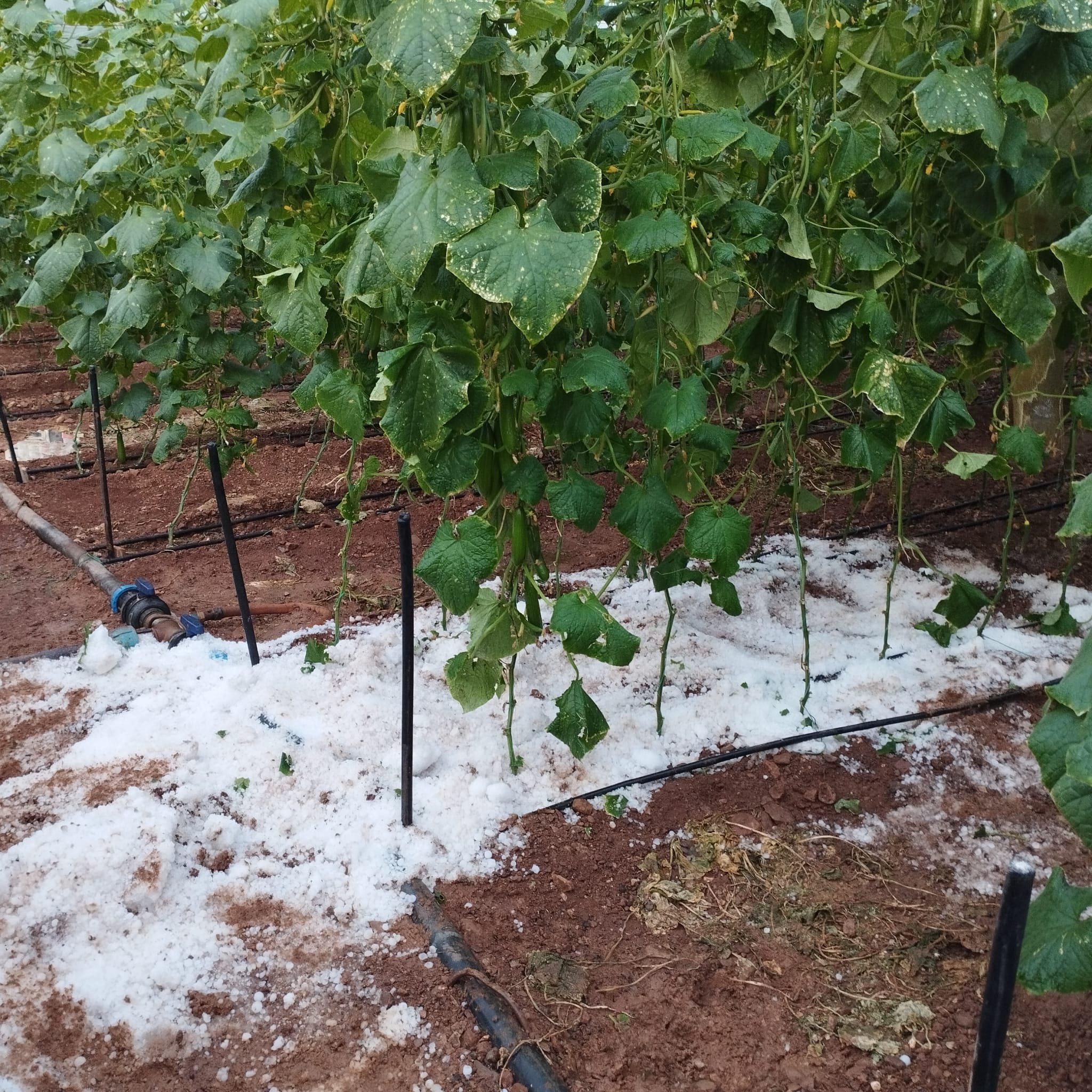 619173252 10163721387079594 5007012672179722909 N