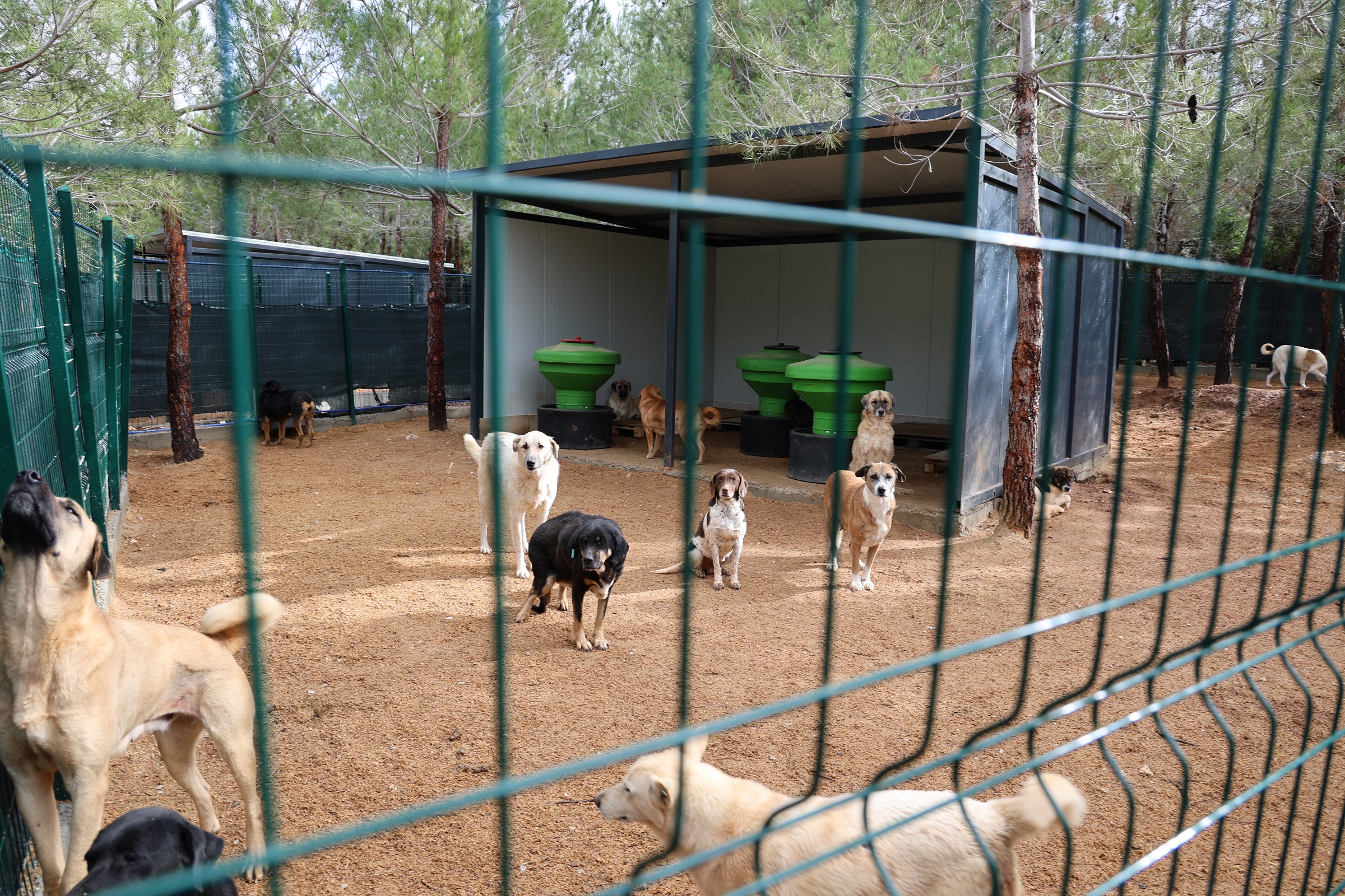 Doğal Yaşam Alanı (1)